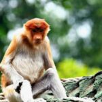 OrangUtan Borneo Pangkalan Bun 3Days Jungle Cruise Adventure - What You Can Expect: Practical Details