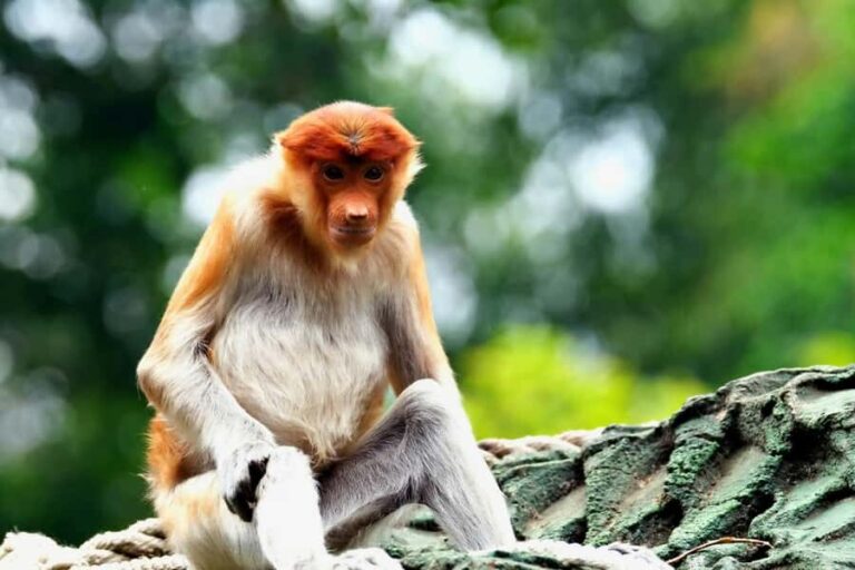 OrangUtan Borneo Pangkalan Bun 3Days Jungle Cruise Adventure - What You Can Expect: Practical Details