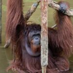 Orangutan Island, A Responsible Wildlife Sanctuary Experience - What Reviewers Love Most