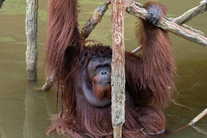 Orangutan Island, A Responsible Wildlife Sanctuary Experience - What Reviewers Love Most