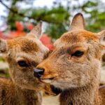 Osaka and Nara Day Tour with Private Transportation - Who Will Love This Tour?