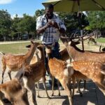 Osaka and Nara Private Car Tour with English Guide and Driver - A Deep Dive into the Osaka and Nara Private Car Tour