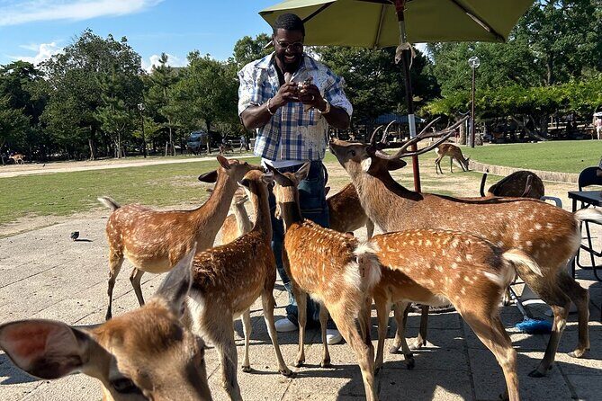 Osaka and Nara Private Car Tour with English Guide and Driver - A Deep Dive into the Osaka and Nara Private Car Tour