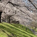 Osaka: Cherry Blossoms Tunnel & Uji day trip in small group - An In-Depth Look at the Itinerary