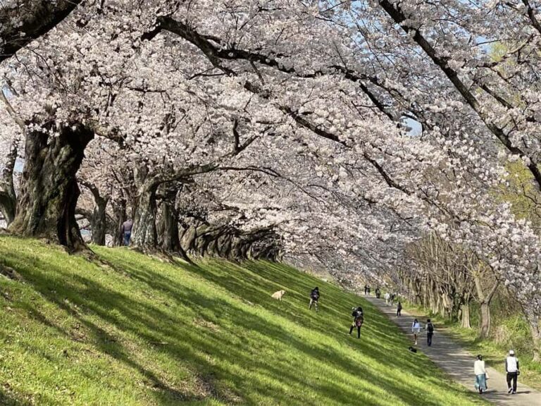 Osaka: Cherry Blossoms Tunnel & Uji day trip in small group - An In-Depth Look at the Itinerary