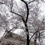 Osaka City Walking Tour - What You Should Know