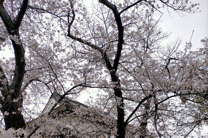 Osaka City Walking Tour - What You Should Know