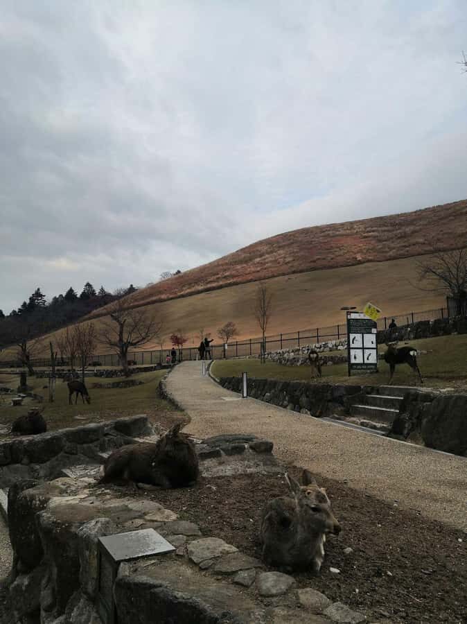 Osaka/Kyoto: 710 Day Nature & Adventure Tour - What Makes This Tour Stand Out?