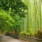 Osaka, Kyoto & Kobe: 5-Day Hot Springs & Food Tour - What Travelers Can Expect