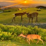 Osaka/Kyoto : Private Kyoto & Nara Customised Day Trip - Who Should Book This Tour?