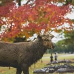 Osaka: Osaka /Nara Customize Day Trip With English Speaking. - Practical Details and What to Expect