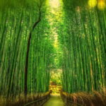 Osaka to Kyoto: Arashiyama Bamboo Grove Small Group Tour - Sanzen-in Temple: Tranquility in Oharas Moss Gardens