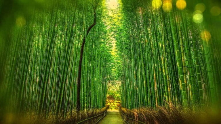 Osaka to Kyoto: Arashiyama Bamboo Grove Small Group Tour - Sanzen-in Temple: Tranquility in Oharas Moss Gardens