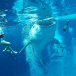Oslob Cebu: Whale Shark Watching Day Tour - What Is the Oslob Cebu Whale Shark Watching Tour?