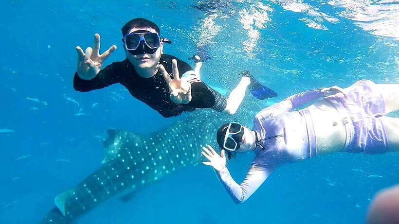 Oslob Cebu: Whale Shark Watching Day Tour - What Makes This Tour Stand Out?