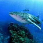 Oslob Cebu: Whaleshark Scuba Diving & Sumilon Sanctuary - What Makes This Tour Stand Out?