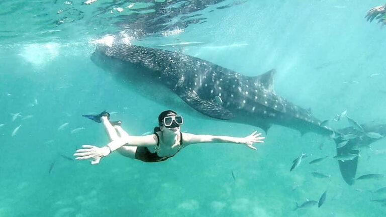 Oslob Whale Shark, Aguinid Falls & Moalboal Snorkeling - What to Expect from the Experience