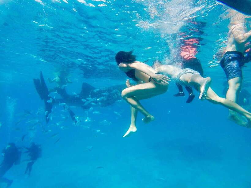 Oslob Whale Shark Direct - What Is Included and What Is Not