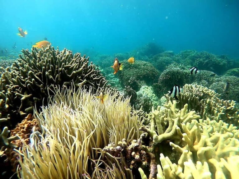 Oslob: Whale Shark Tour with Sumilon & Moalboal Snorkeling - What’s Included — And What’s Not