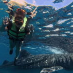 Oslob: Whale Shark Watching Private tour - What To Expect from the Tour