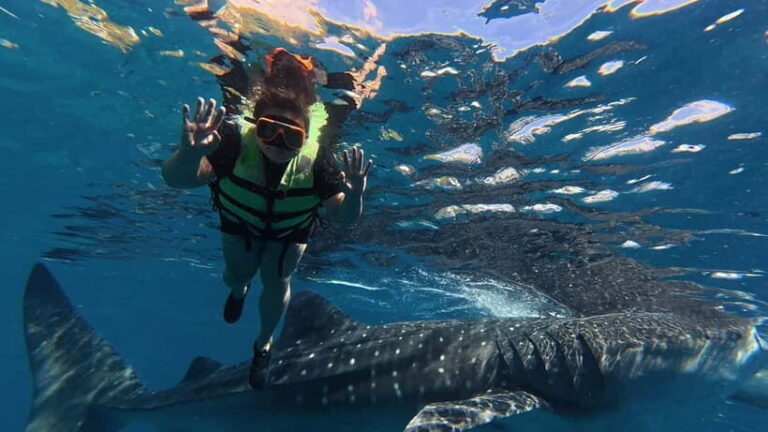 Oslob: Whale Shark Watching Private tour - What To Expect from the Tour