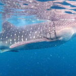 Oslob: Whale Sharks, Inambakan Falls & Moalboal Sardines - Authentic Experiences & Practical Tips