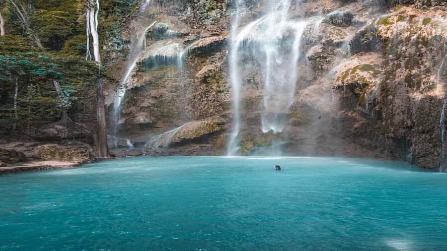 Oslob Whaleshark, TumalogFalls, Kawasan Falls, Lunch PRIVATE - FAQ  