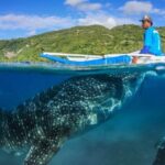 Oslob Whaleshark Watching & Tour in Cebu - FAQs