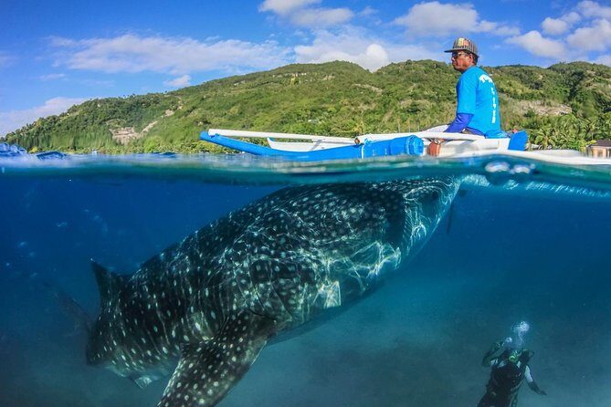 Oslob Whaleshark Watching & Tour in Cebu - FAQs