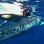 Oslob: Whaleshark Watching, Tumalog Falls & Sumilon Island - What Makes This Tour Stand Out?