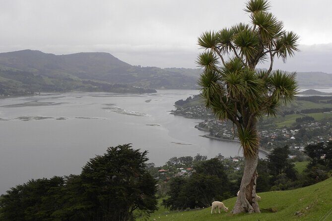 Otago Peninsula Tour and Larnach Castle City Sights (min 4 ) - Who Would Love This Tour?
