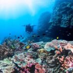Outer Reef Scuba Diving Day Tour from Agnes Water 1770 - A Closer Look at the Itinerary