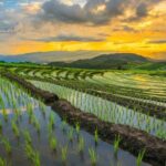 Pa Bong Piang Rice Terraces and Doi Inthanon Seasonal Day Tour - What Sets This Tour Apart?