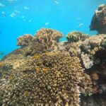 Padang Bai: Blue Lagoon Snorkeling Tour, Lunch & Transfer - Why This Tour Offers Good Value