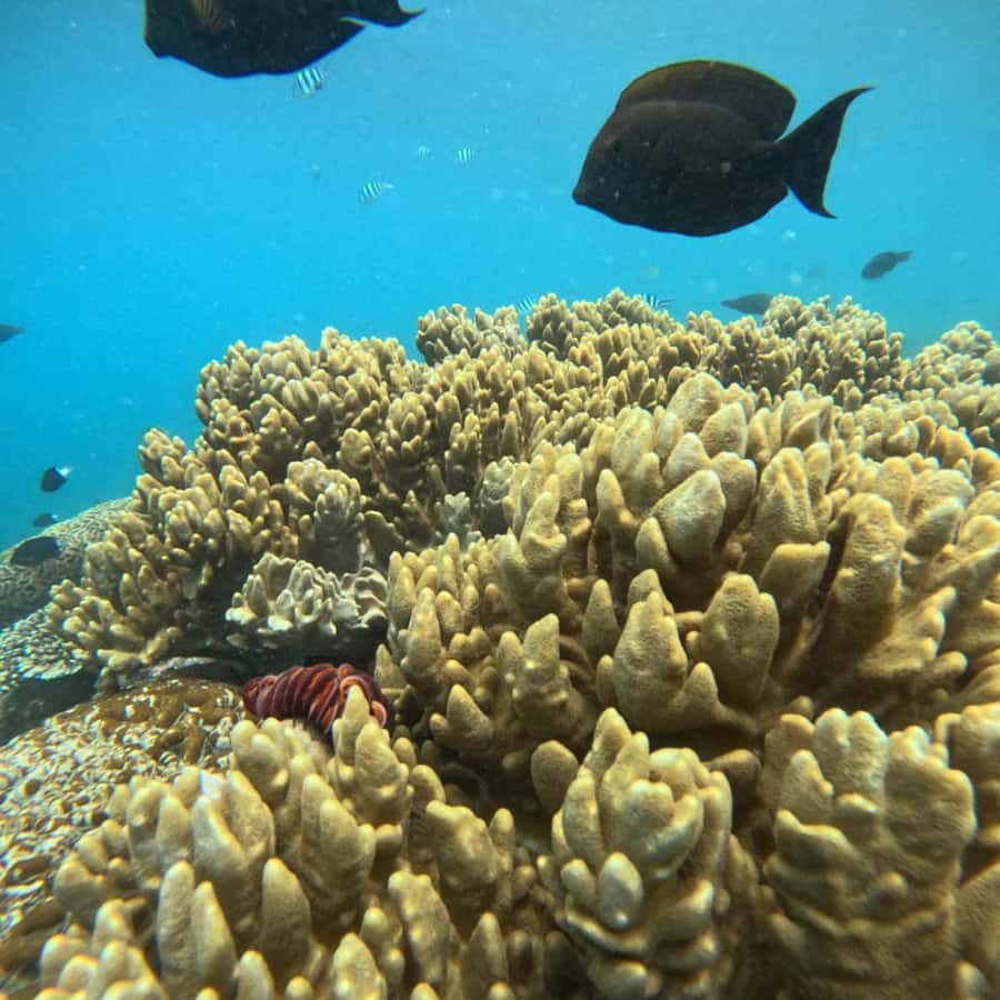 Padang Bai: Blue Lagoon Snorkeling Tour, Lunch & Transfer - Detailed Breakdown of the Tour