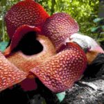 Padang : Wonderful Land Tour in Tanah Datar with Lunch - Good To Know