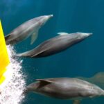 Paihia: Bay of Islands Dolphin Eco Cruise & Island Stopover - Why This Tour Stands Out