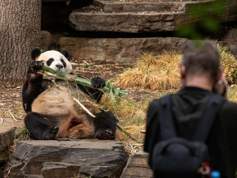 Panda & Friends Tour and a Day at Adelaide Zoo - The Value and Who Will Love It