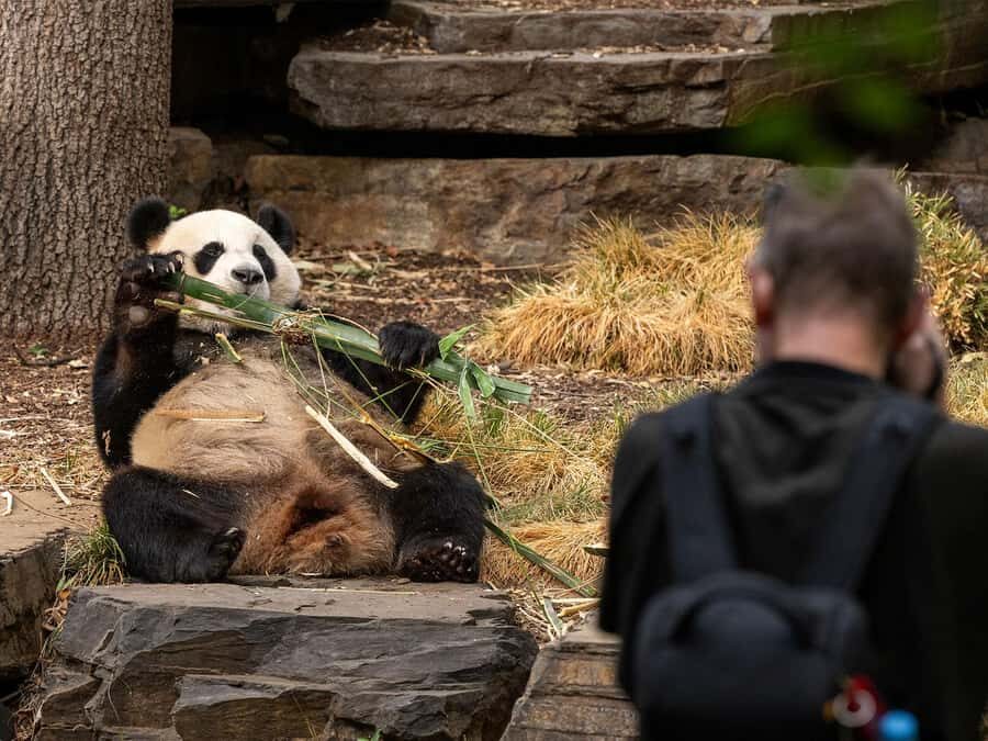 Panda & Friends Tour and a Day at Adelaide Zoo - The Value and Who Will Love It