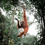 Pangkalan Bun Tanjung Puting Orangutan Day Tour by Speedboat - Why This Tour Offers Great Value