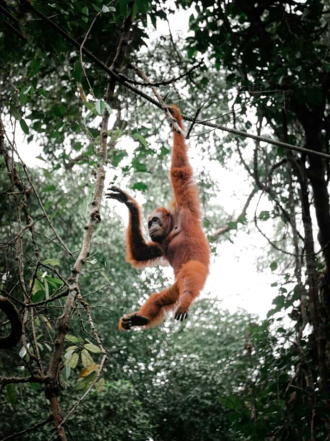 Pangkalan Bun Tanjung Puting Orangutan Day Tour by Speedboat - Why This Tour Offers Great Value