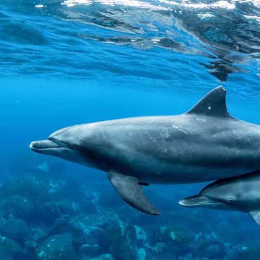 Panglao: Island Hopping w/Balicasag (Shared) - Who Should Consider This Tour?