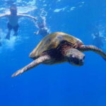 Panglao:Balicasag Island Tour with Turtle & Dolphin Watching - What’s Included and What You Should Know