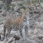 Panna National Park and Tiger Reserve Jeep Safari from Khajuraho - Considering the Cost and What You Get