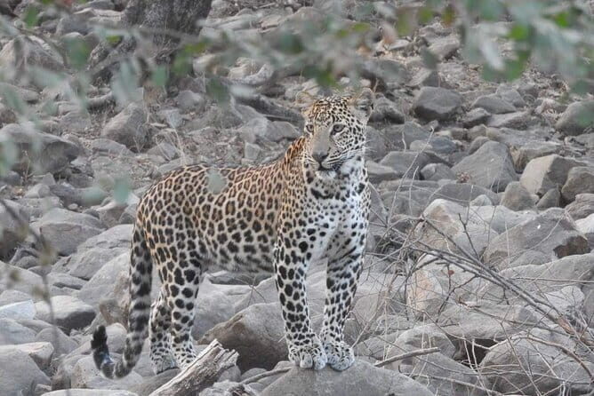 Panna National Park and Tiger Reserve Jeep Safari from Khajuraho - Considering the Cost and What You Get