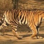 Panna Tiger Reserve National Park Jeep Safari from Khajuraho - The Value of the Experience