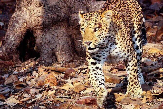 Panna Tiger Reserve National Park Jeep Safari from Khajuraho - Who Should Book This Safari?