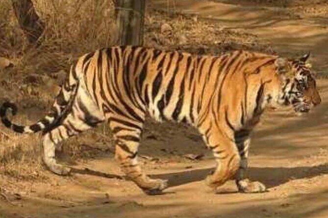 Panna Tiger Reserve National Park Jeep Safari from Khajuraho - The Value of the Experience