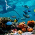 Paradise Island Cayo Arena Tour Snorkeling, Mangroves, Local Food - The Itinerary: What to Expect on the Tour