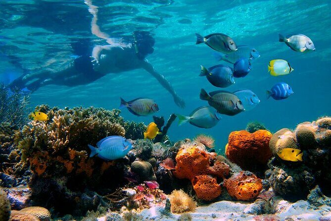 Paradise Island Cayo Arena Tour Snorkeling, Mangroves, Local Food - The Itinerary: What to Expect on the Tour